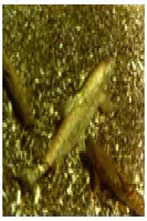 Ohrid Trout's poster