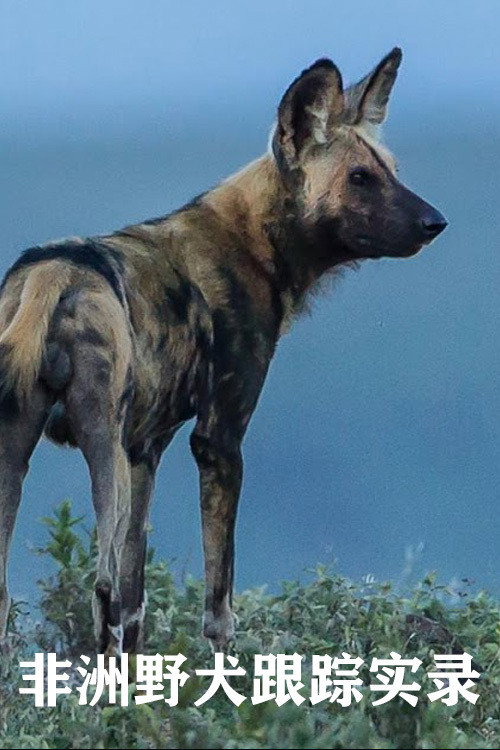非洲野犬跟踪实录电影海报