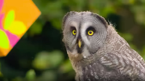 Show Me Show Me第5季第12集