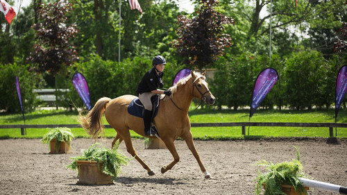 Equestrian