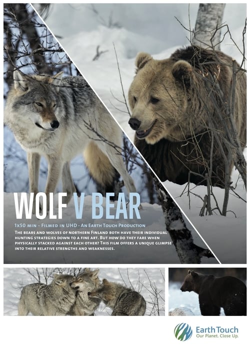 Wolf+vs+Bear