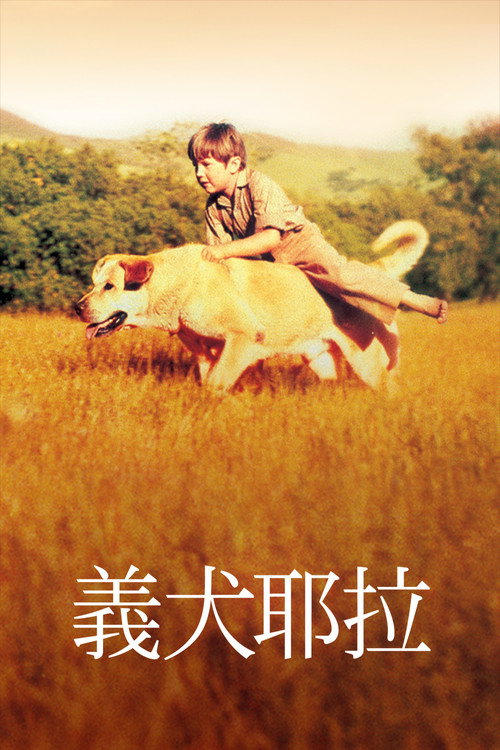 老黄狗电影海报