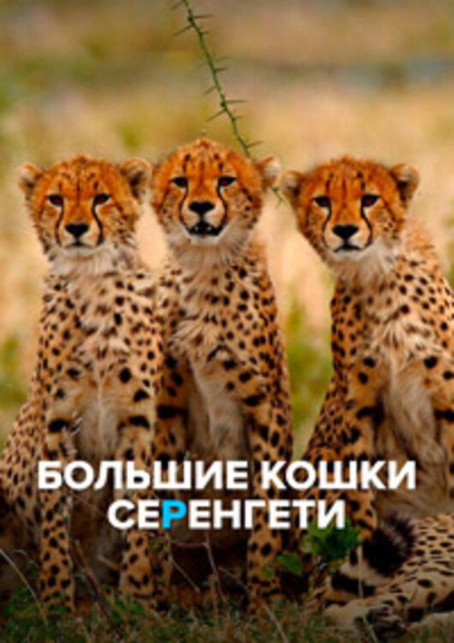 Big Cats of the Serengeti poster 3