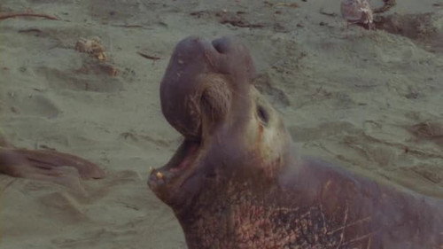 World's Weirdest Animal Faces第1季第2集