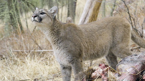 Willow: Diary of a Mountain Lion