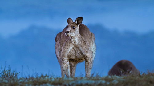 Earth at Night in Color - 3. Bölüm