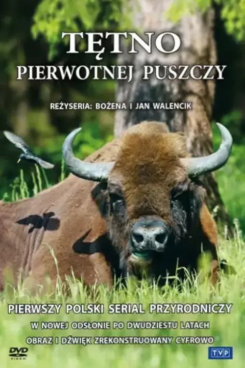 Tętno pierwotnej puszczy电影海报