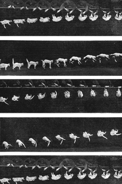 Prof. Welton's Boxing Cats