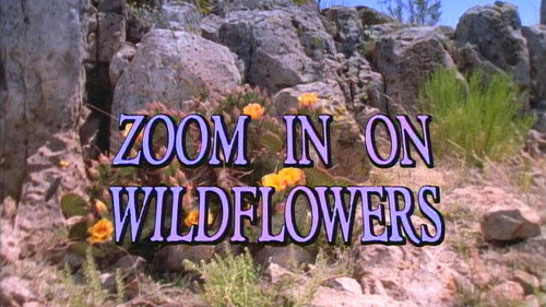 Zoom in on Wildflowers