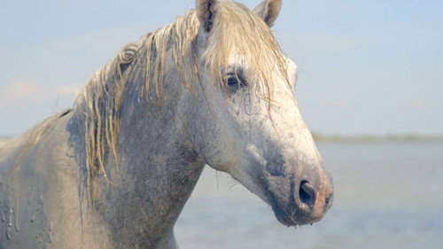 Europe's Untamed Coasts