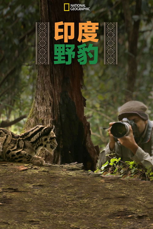 印度野豹电影海报