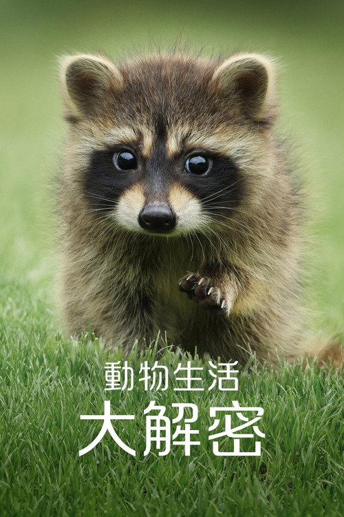 动物的秘密生活电影海报