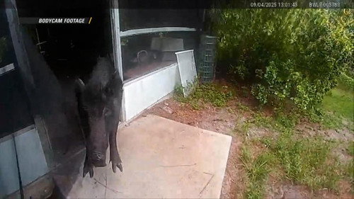 On Patrol: Live第4季第15集