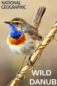 Wild Danube