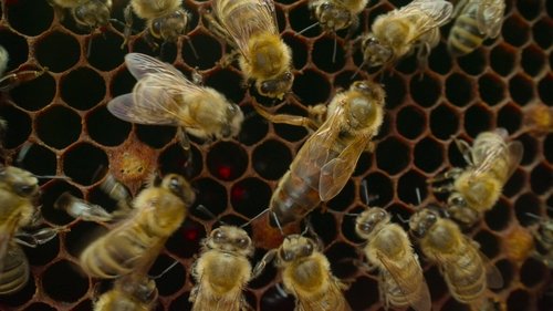 Gezegenimiz - Chapter 2: Following the Sun