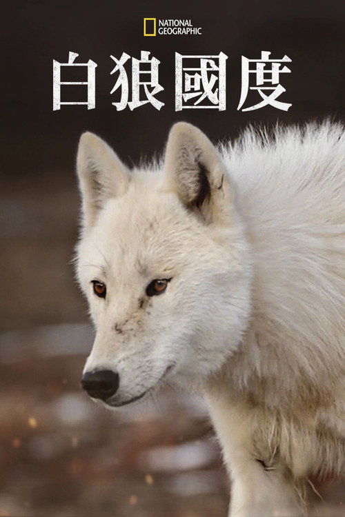雪狼王国电影海报