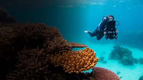 Reefshot