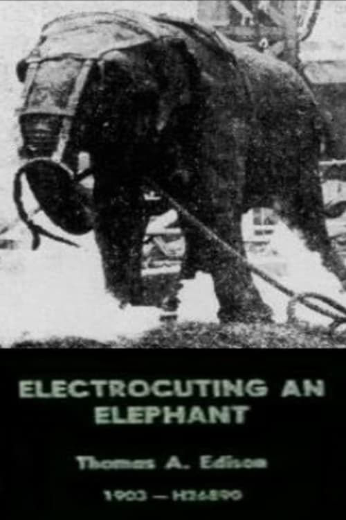Electrocuting+an+Elephant