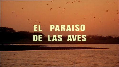 The Paradise of the Birds