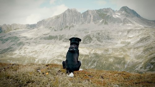 Cody - The dog days are over (2020) Película completa en línea