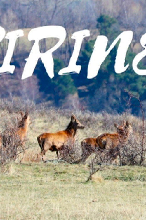 Pirineo Salvaje电影海报