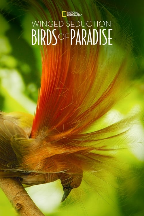 Winged+Seduction%3A+Birds+of+Paradise