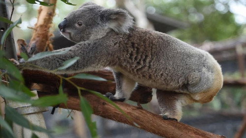 La vie privée des koalas (2019) Watch Full Movie Streaming Online