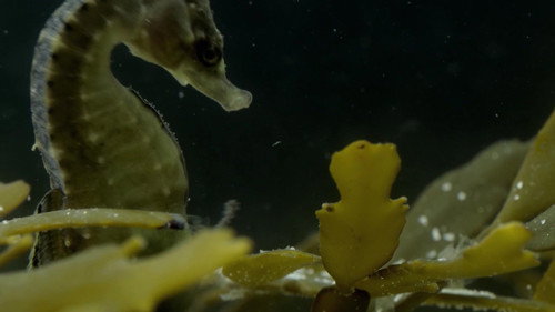 Odd Animals