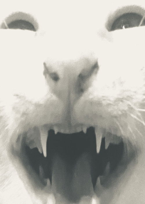 all my brothers are in a box that stinks