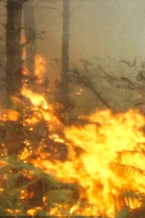 La forêt défigurée