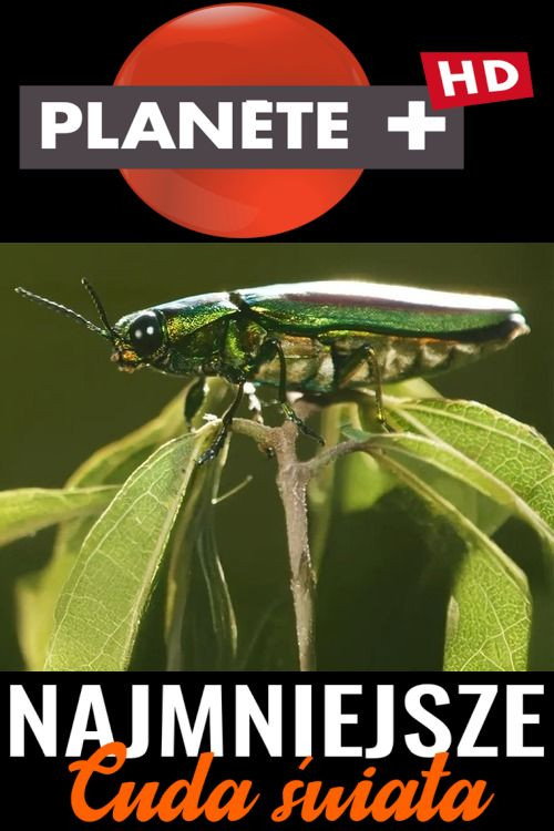 From Macro to Micro: Uncovering Earth's Unseen电影海报