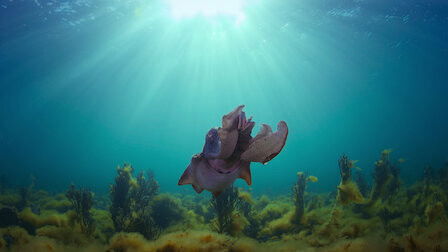 Hayvanların Sırları - 4. Bölüm