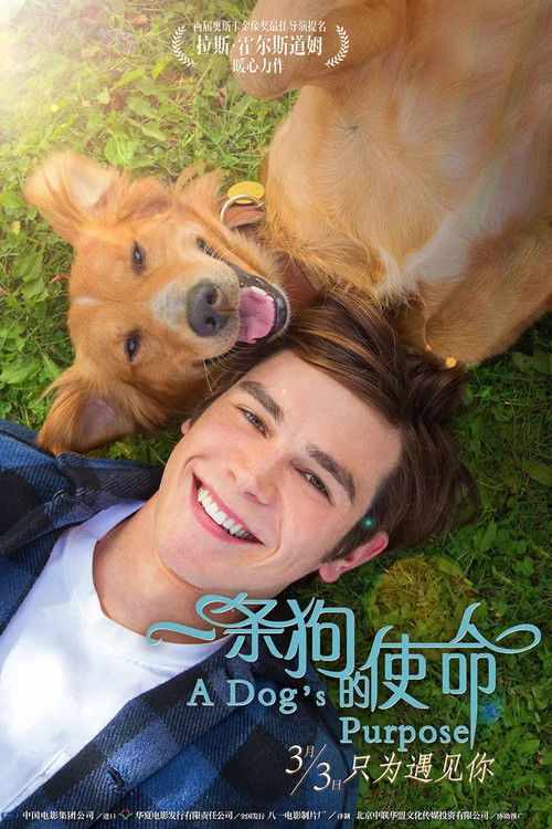 一条狗的使命电影海报