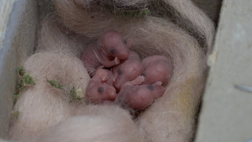 Mice of Rietveld