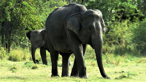 Ingenious Animals