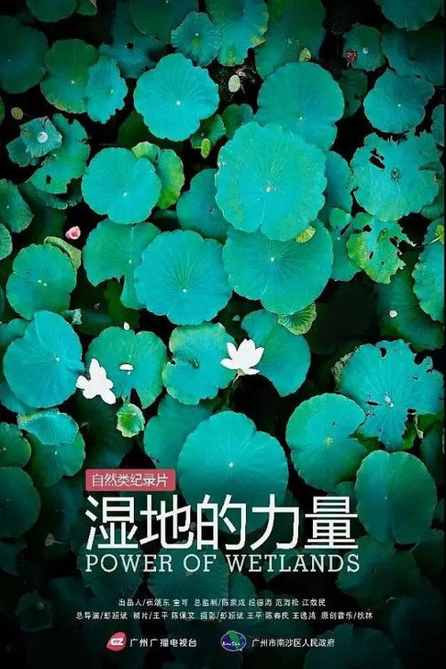 湿地的力量电影海报