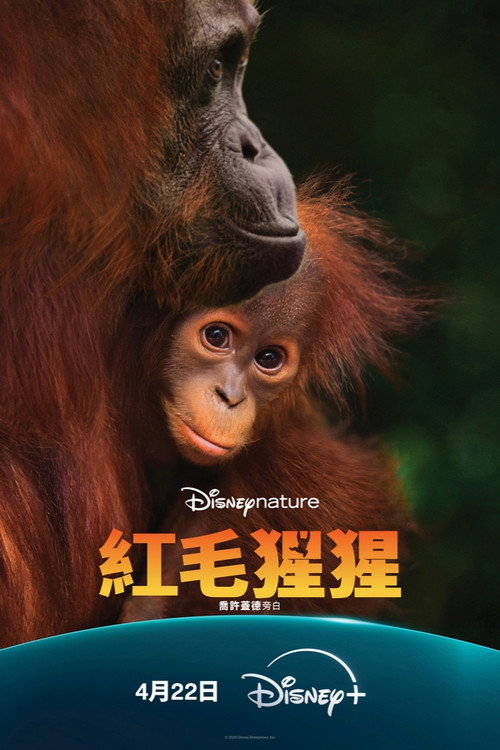 Orangutan电影海报