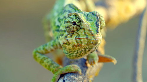Remarkable Reptiles