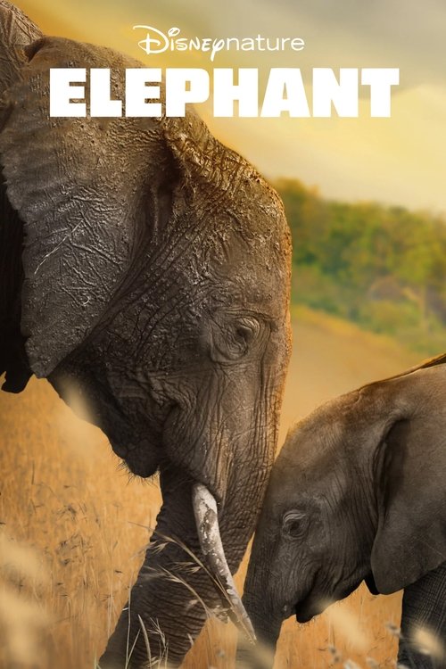 Elephant (2020) Regarder Streaming VF Film En Entier Gratuit