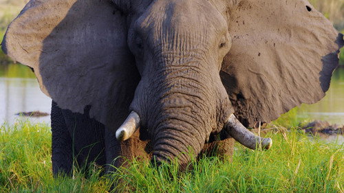 Luangwa Valley