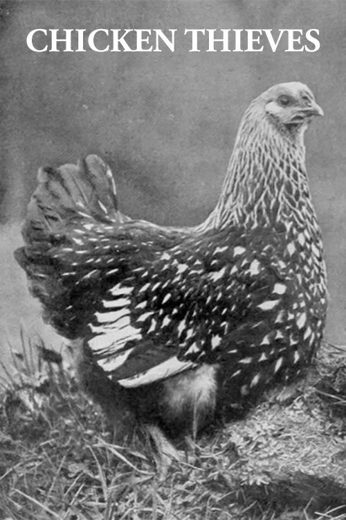 Chicken Thieves 1897