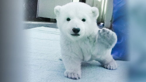 Peace the Polar Bear: 25 Years Together