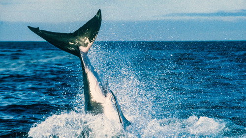 Air Jaws II: Even Higher