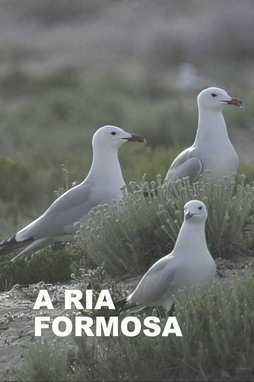 A Ria Formosa