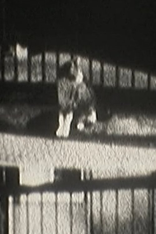 猫目宣言