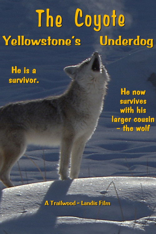 The Coyote: Yellowstone's Underdog