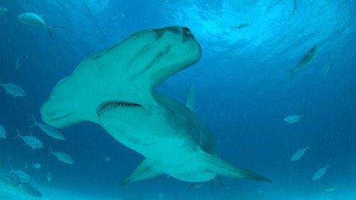 Backdrop