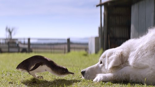 Oddball (2015) Watch