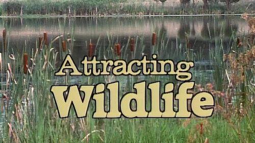 Attracting Wildlife