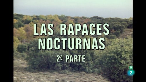 Nocturnal Raptors II